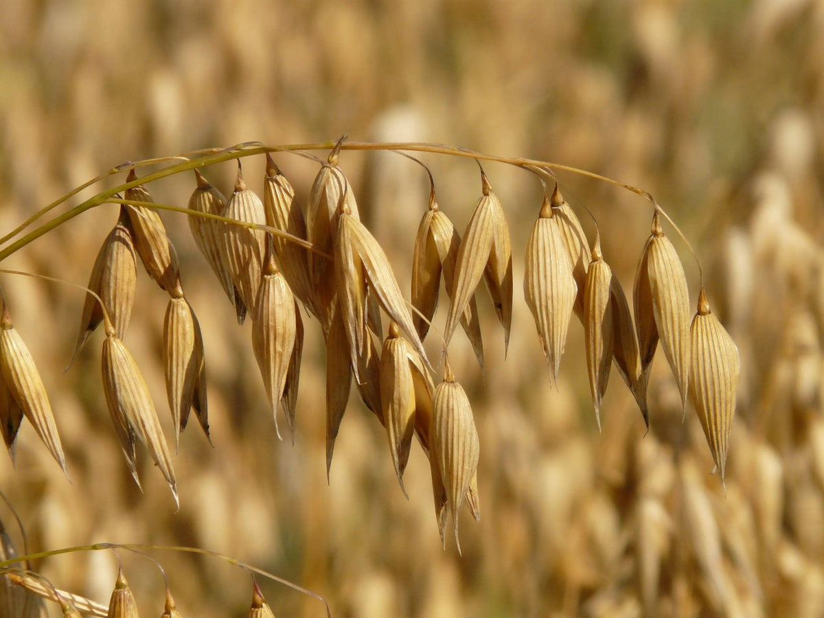 Los Beneficios de la Avena para una Piel Saludable y Radiante - Mar Amoli