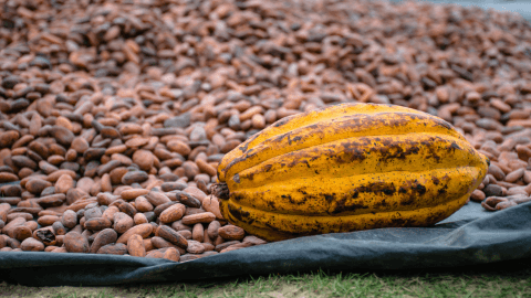 El Cacao en la Belleza: Un Ingrediente Milenario para una Piel Radiante - Mar Amoli