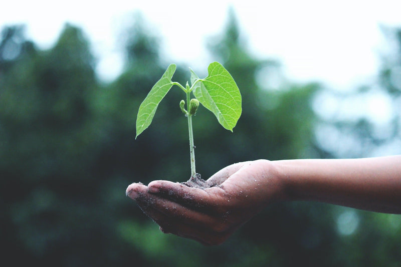10 Formas Sencillas de Reducir tu Huella de Carbono en el Hogar - Mar Amoli