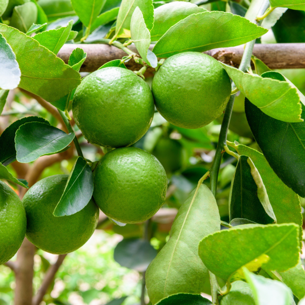 imagen de herbolaria, frutos o árboles para aceites esenciales puros mar amoli