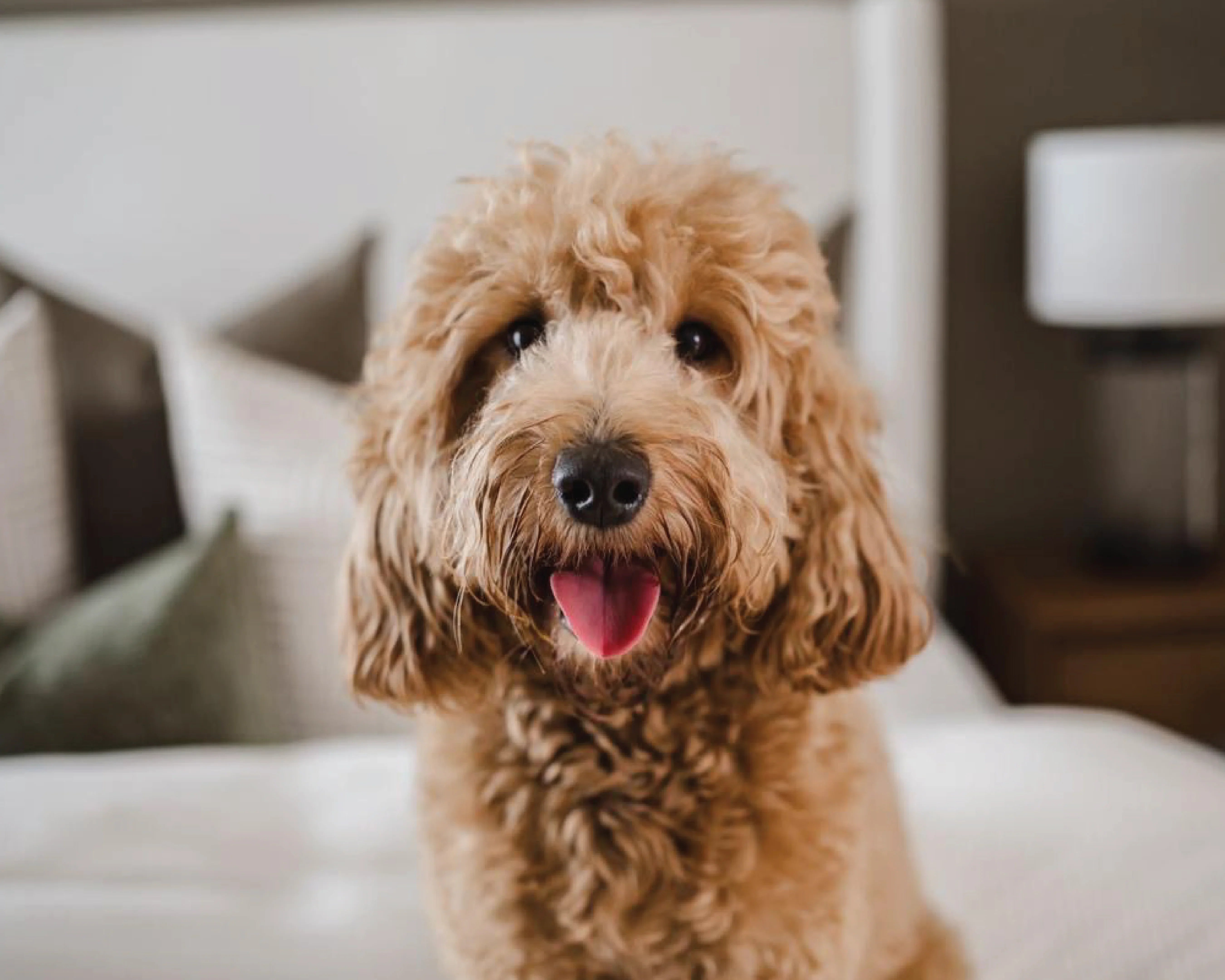 Shampoo Sólido para Perro | Shampoo | Mar Amoli